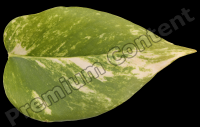 decal leaf 0011